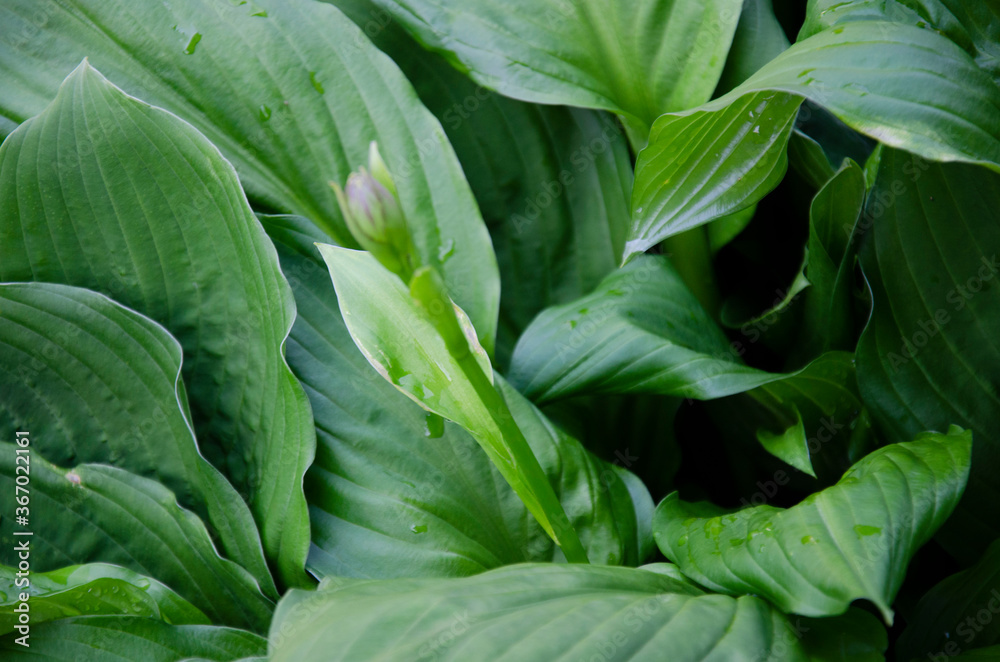 Fresh grass close up photo, green leaves. Green summer background Fresh grass close up photo, green leaves. Green summer background