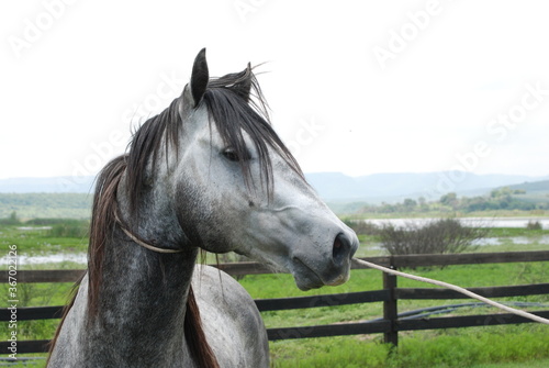portrait of a horse © Cuauhtemoc