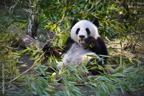 Fototapeta Naklejka Na Ścianę i Meble -  .Panda Eating Bamboo Cute Animal