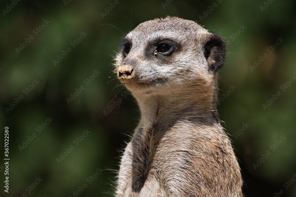 Portrait of a meerkat face