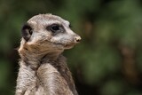 Portrait of a meerkat face