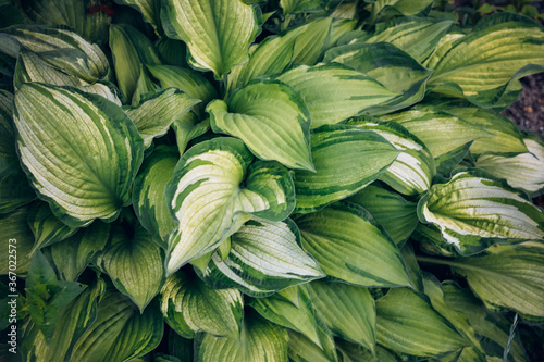 Hosta foliage background. Wallpaper with green plant leaves