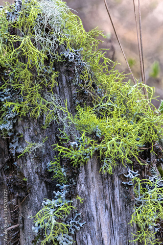 Green Wolf Lichen (Letharia vulpina) photo