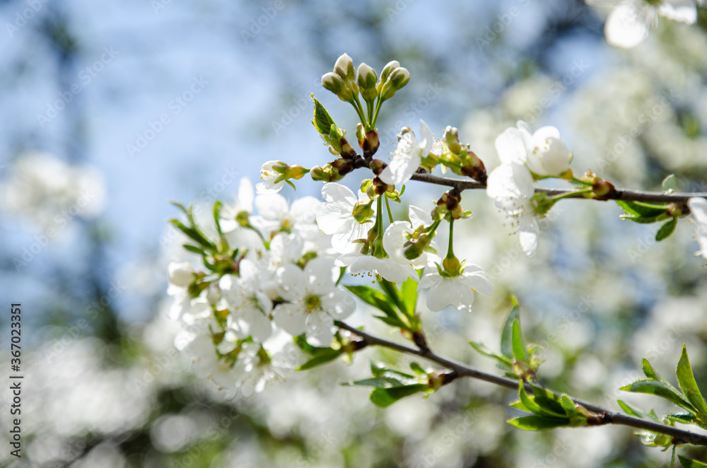 Beautiful white cherry blossom in full bloom. Spring blossom background. Beautiful white cherry blossom in full bloom. Spring blossom background.