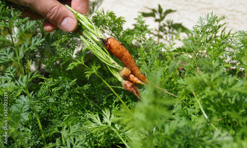 Fresh carrot on the palm - organic vegetable cultivation