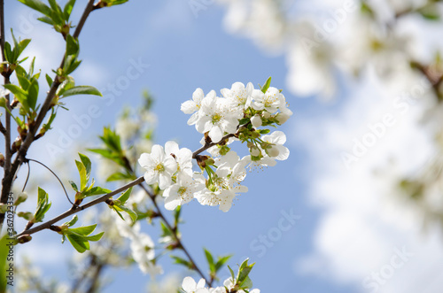 Beautiful white cherry blossom in full bloom. Spring blossom background.