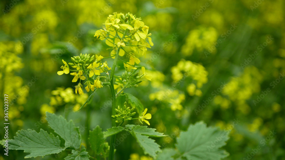 Flowering white mustard Sinapis alba detail close-up field, farm bio organic farming, soil climate change, landscape agriculure land environmental blossoming blossom plant agricultural, biofuel Flowering white mustard Sinapis alba detail close-up field, farm bio organic farming, soil climate change, landscape agriculure land environmental blossoming blossom plant agricultural, biofuel