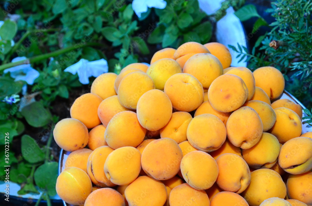 The harvested harvest of ripe apricots is shot against the backdrop of a flower bed.