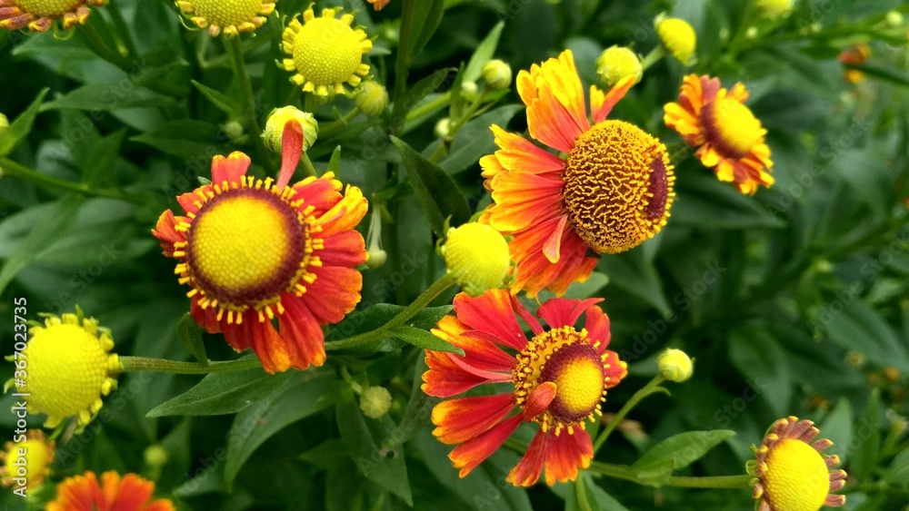 yellow and red flower