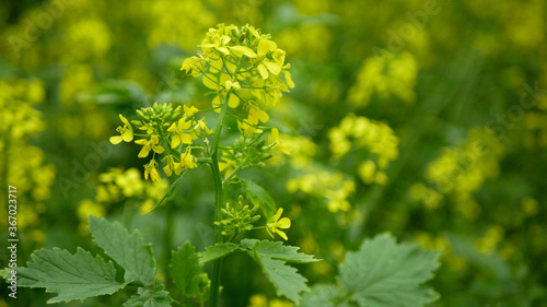 Flowering white mustard Sinapis alba detail close-up field, farm bio organic farming, soil climate change, landscape agriculure land environmental blossoming blossom plant agricultural, biofuel