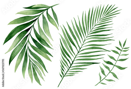 set of watercolor tropical leaves on white background. Green palm leaves, monster, homeplants, banana leaves. Exotic plants. Jungle botanical watercolor illustrations, floral elements.