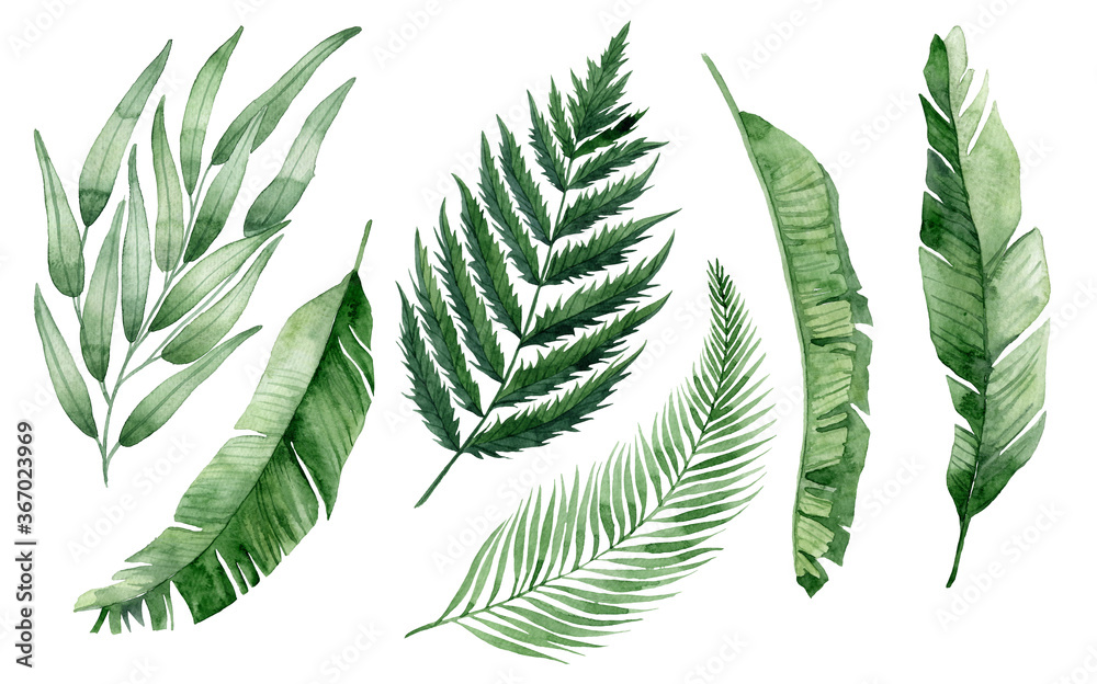 set of watercolor tropical leaves on white background. Green palm leaves, monster, homeplants, banana leaves. Exotic plants. Jungle botanical watercolor illustrations, floral elements. set of watercolor tropical leaves on white background. Green palm leaves, monster, homeplants, banana leaves. Exotic plants. Jungle botanical watercolor illustrations, floral elements.