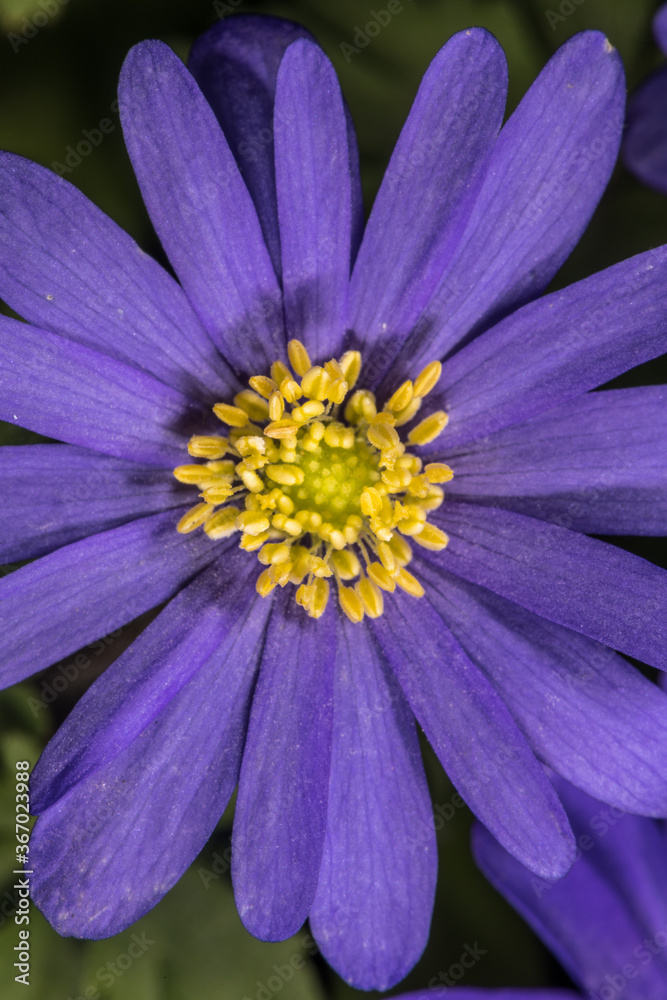 Grecian Windflower, Green Anemone (Anemone blanda) Grecian Windflower, Green Anemone (Anemone blanda)
