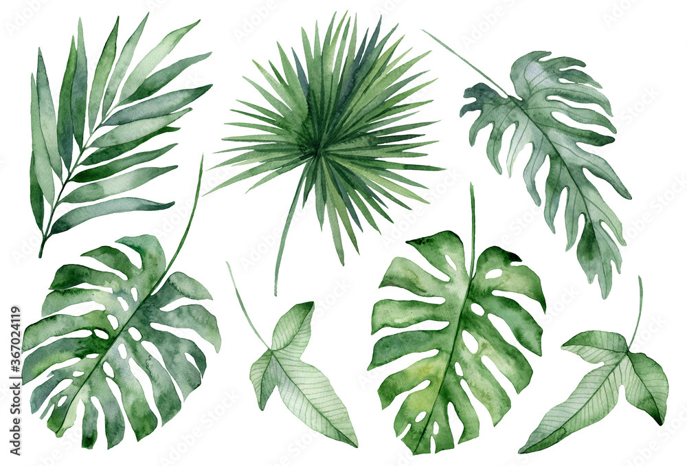 set of watercolor tropical leaves on white background. Green palm leaves, monster, homeplants, banana leaves. Exotic plants. Jungle botanical watercolor illustrations, floral elements.