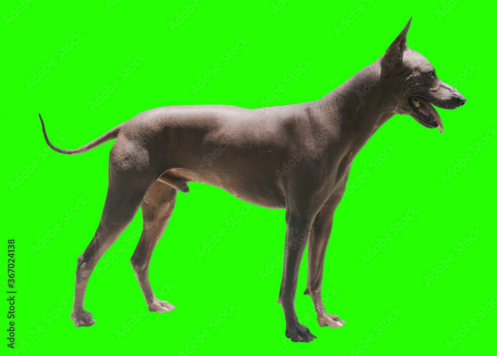 Xoloitzcuintle, perro sin pelo mexicano, perro azteca, perro sin pelo Xoloitzcuintle, perro sin pelo mexicano, perro azteca, perro sin pelo