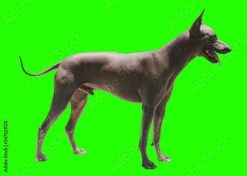 Xoloitzcuintle  perro sin pelo mexicano  perro azteca  perro sin pelo