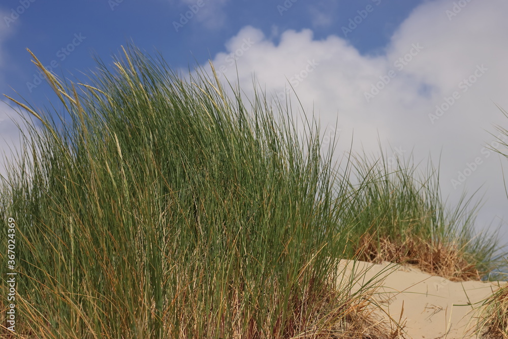 Fototapeta premium Dünengras