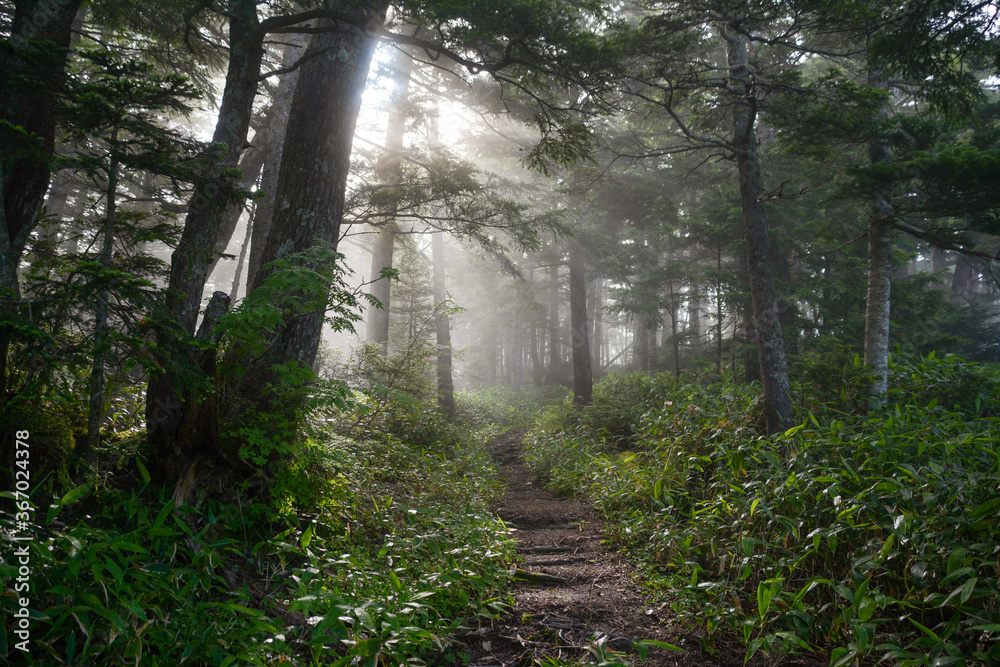 Obraz premium 北アルプス、徳本峠の朝霧と木漏れ日の美しい新緑の森、土の露わな登山道の坂道、道路脇の草むら。山開き、山小屋、山の日、山ガール、観光、観光地、旅、旅行、夏休み、夜明け、早朝。