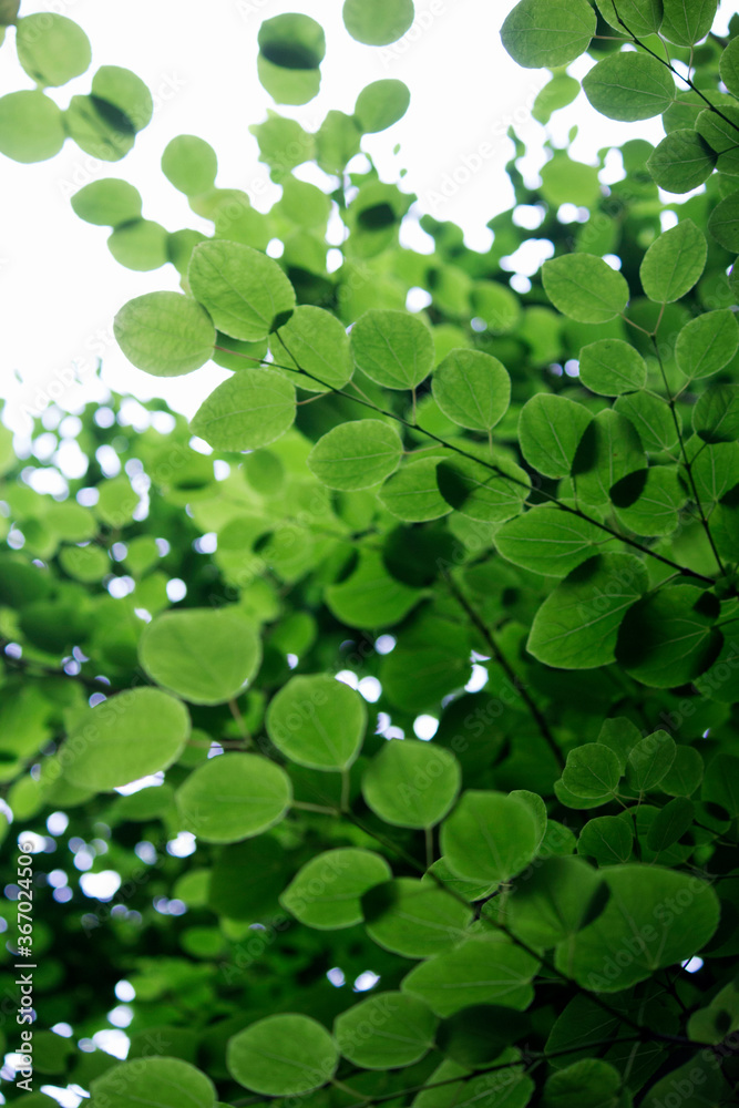 Closeup photo of fresh green leaves Closeup photo of fresh green leaves