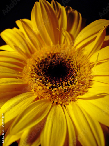 Yellow gerbera flower