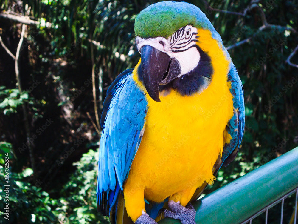 Amazing yellow and blue macaw in the amazon woods