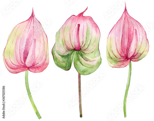 Watercolor set of calla lilies. Hand drawn illustration. Isolated on white background