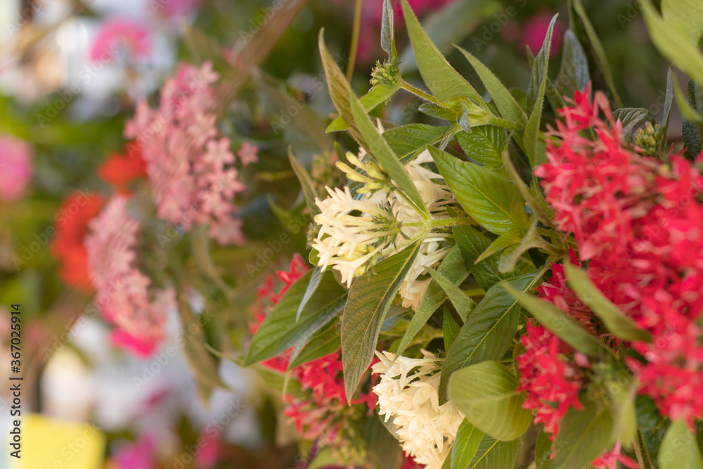 colorful flowers grown in garden and pot colorful flowers grown in garden and pot