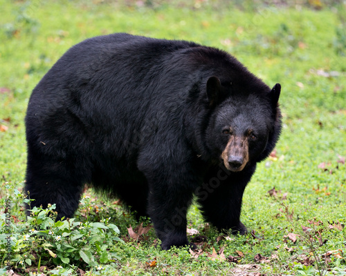 Bear animal stock photos.  Black bear animal close-up profile view in the field, looking at you. Portrait. Photo. Image. Picture.