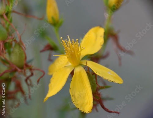 Detail of yellow flower of Hypericum perforatum in grass field.