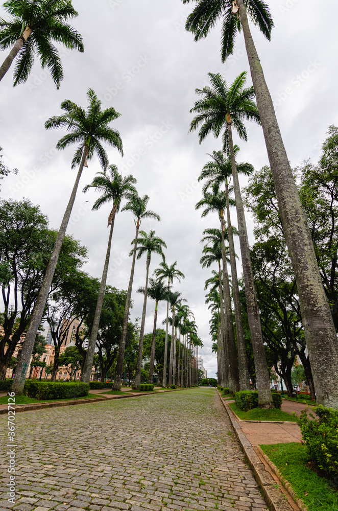 palm trees in the park    - palmeiras e jardim da praça da Liberdade em Belo Horizonte