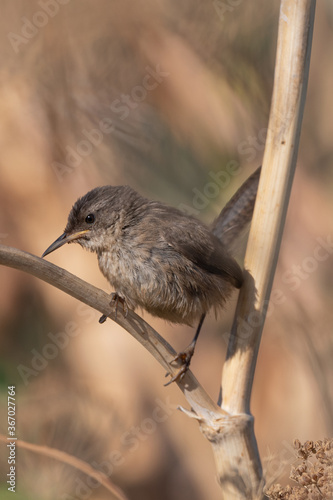 A Marsh Wren juvenile perched in the reeds