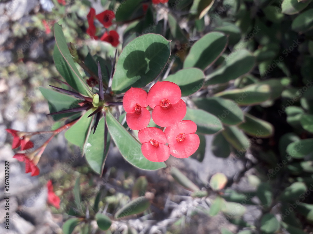 Obraz premium red flower