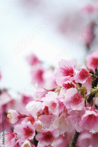 Cherry Blossom (Sakura) macro photography with blur background in Taipei, Taiwan.
