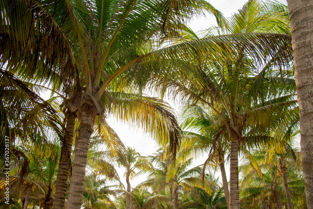 Fototapeta premium coconut palm tree riviera maya caribbean tropical caribe