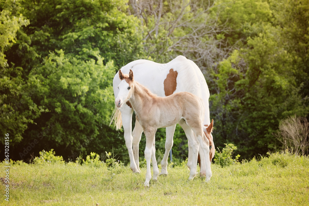 Fototapeta premium Young foal with paint horse mare during summer, horses grazing on farm pasture.