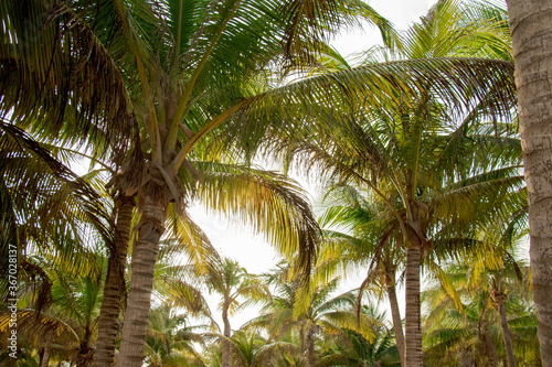 coconut palm tree riviera maya caribbean tropical caribe