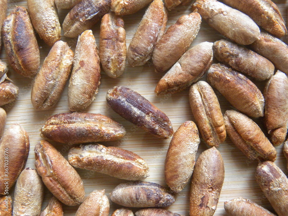 Brown color raw dried seed of Date fruit Brown color raw dried seed of Date fruit