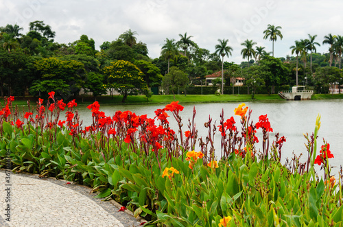 tulips in the park - Flores nas margens da Lagoa da Pampulha em Belo Horizinte