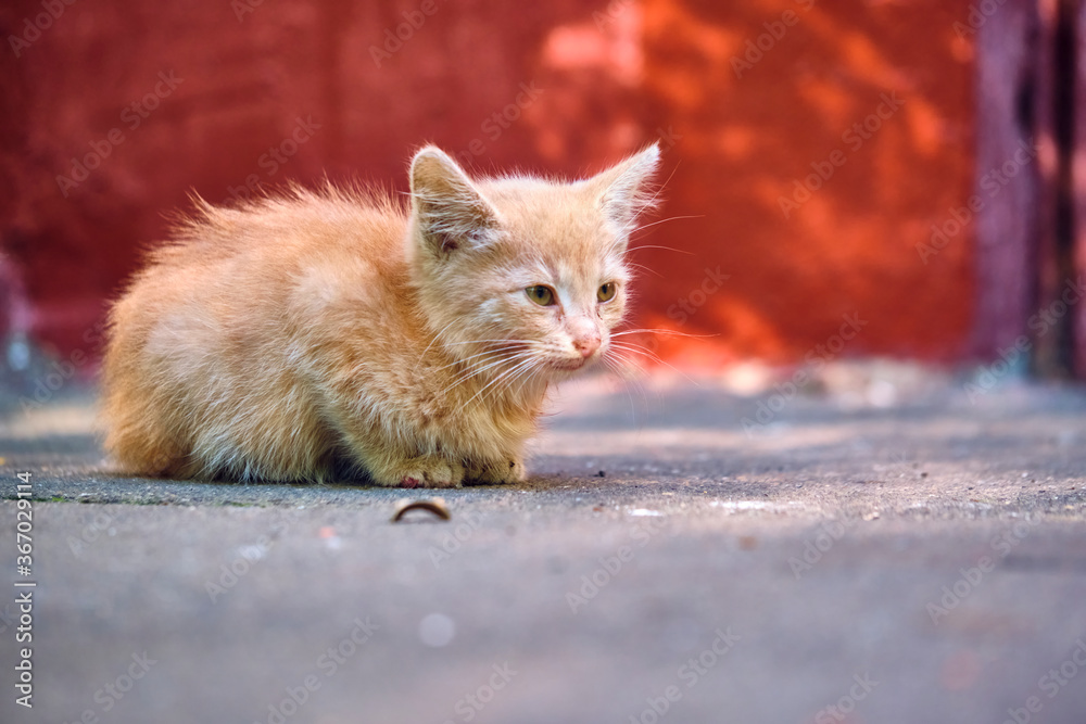 homeless kitten sits on the pavement. general plan. color homeless kitten sits on the pavement. general plan. color