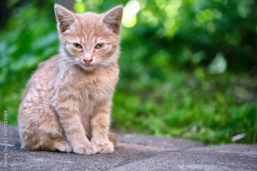 homeless kitten sits on the pavement. general plan. color