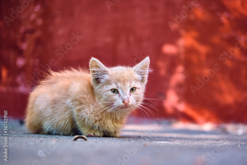 Fototapeta Naklejka Na Ścianę i Meble -  homeless kitten sits on the pavement. general plan. color