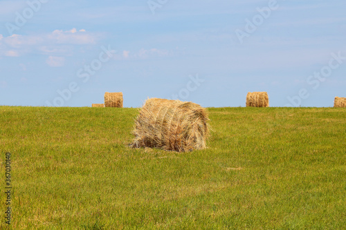 Rolls of hay in the field. Background. Landscape.