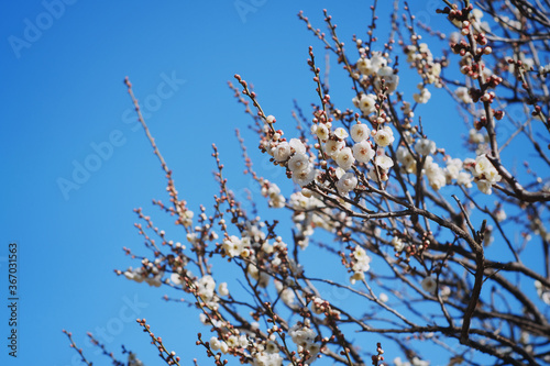 Plum blossom in morning blue bright sky background, shot in Tokyo, Japan.