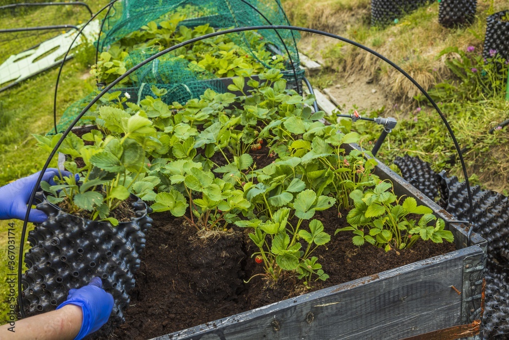 Close up view of female hands in blue gloves working with strawberry plants. Gardening concept. Close up view of female hands in blue gloves working with strawberry plants. Gardening concept.