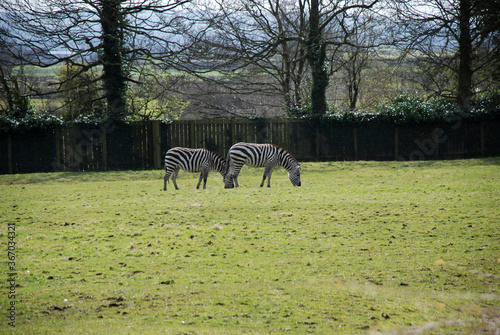 two young beautiful zebras graze on a green field 
