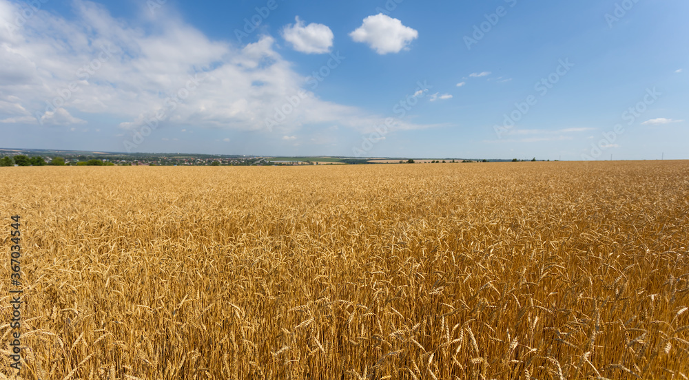 summer wheat field wide scene