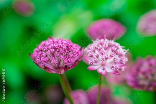 Beautiful  astrantia flower with a green background in a flower garden in springtime photo