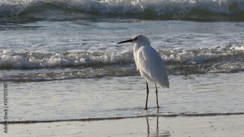 Northern beaches, Florianópolis / SC - Brazil