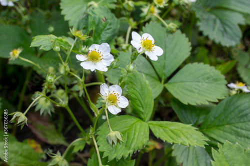 Strawberry flowers in the garden  spring