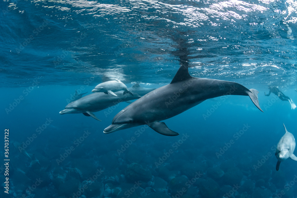 Dolphins inhabiting in Mikurajima, Tokyo, Japan
Dolphins inhabiting in Mikurajima, Tokyo, Japan